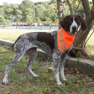 Pet Safety Dog Bandana AKC w/ Reflective Stripes